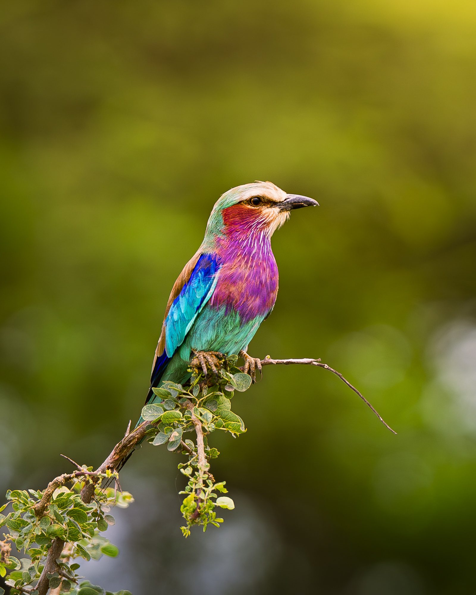 Bird of Colour