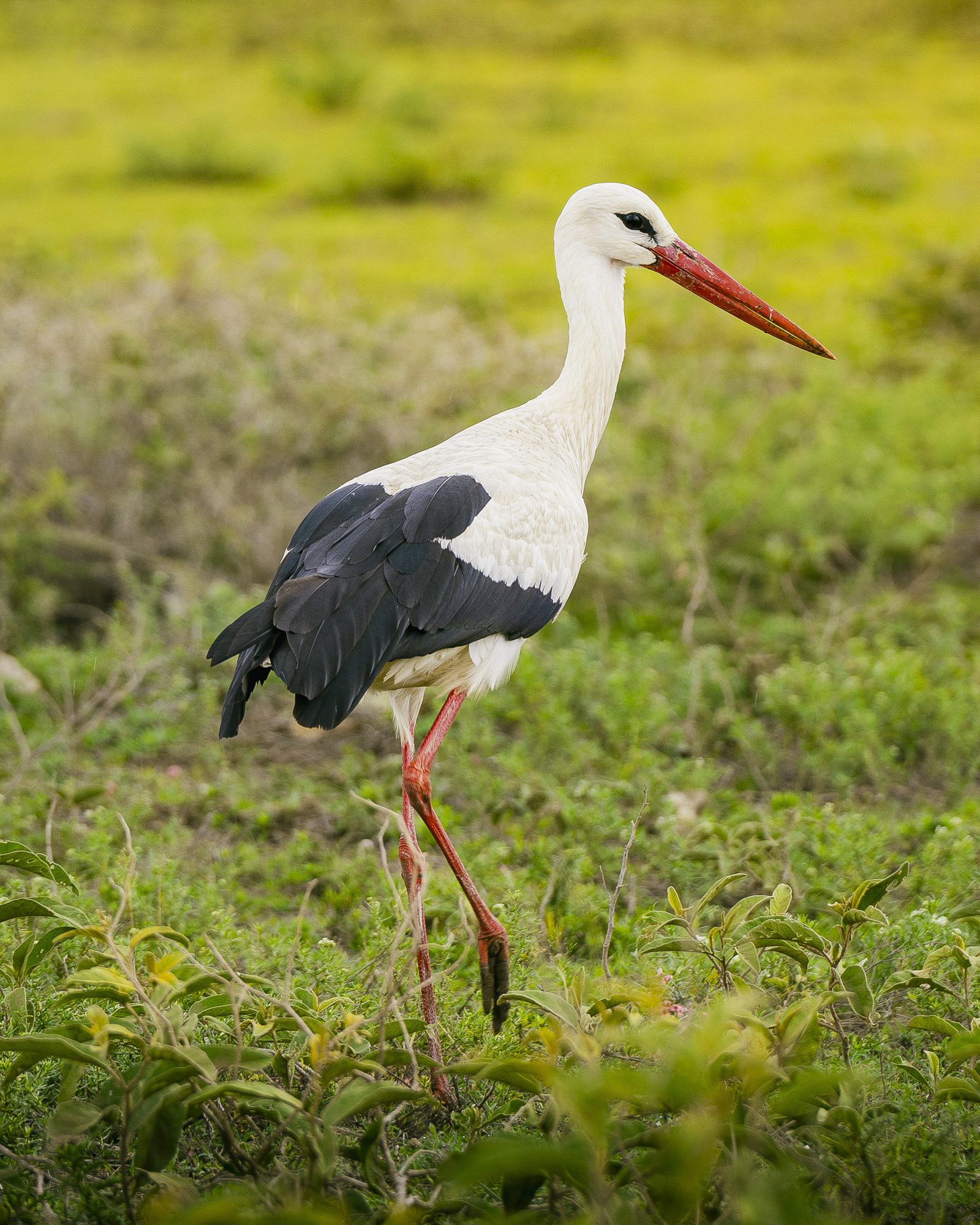 CRANE