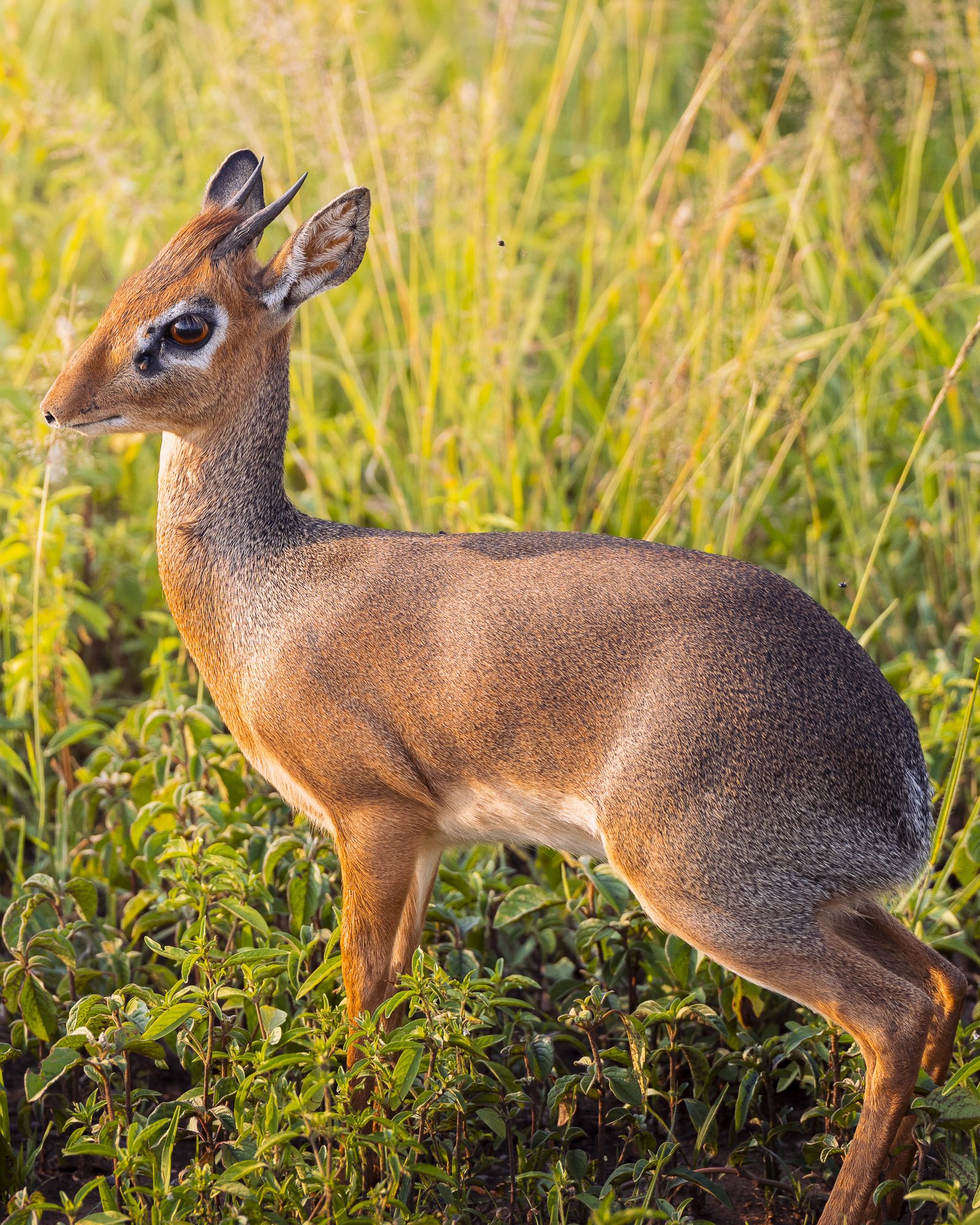 DIKDIK