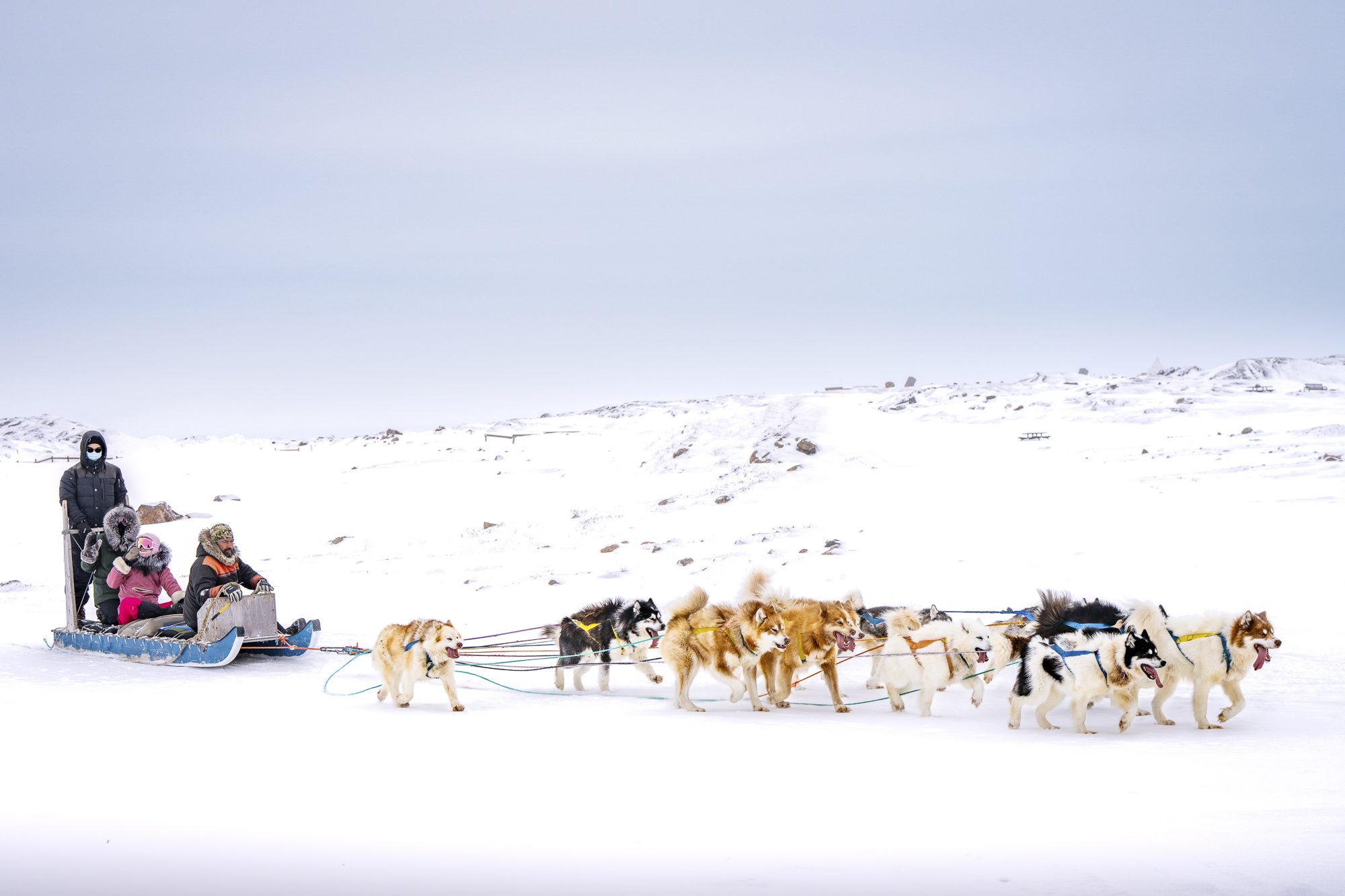 Dogsled