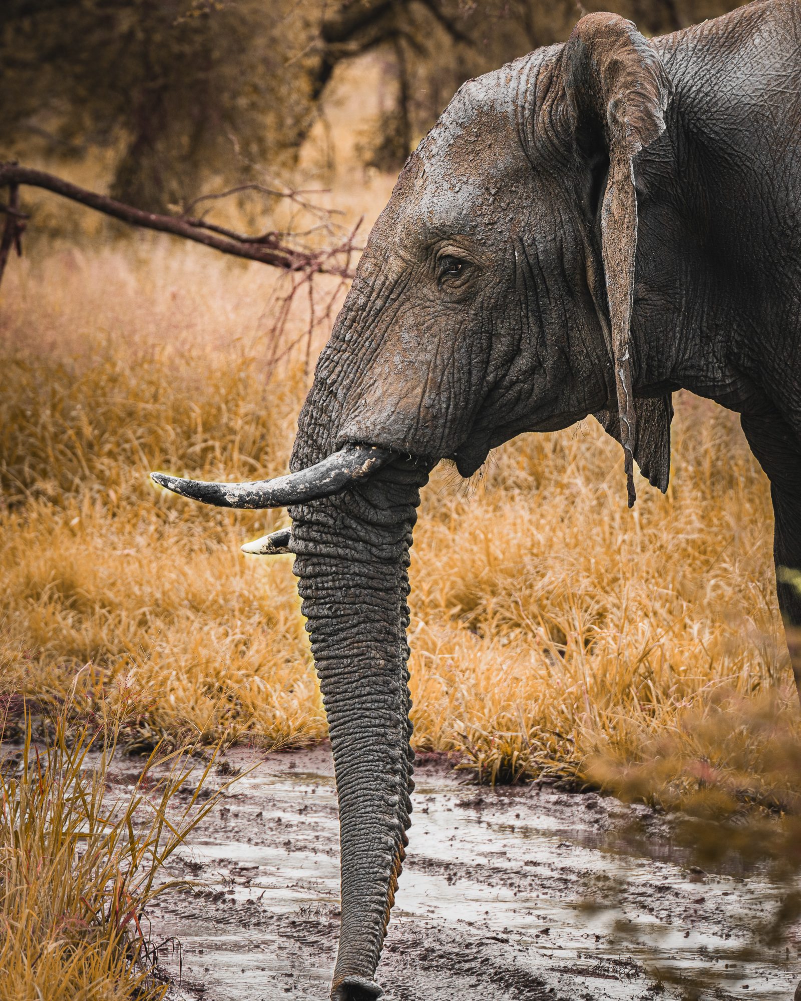 ELEPHANT TRUNK