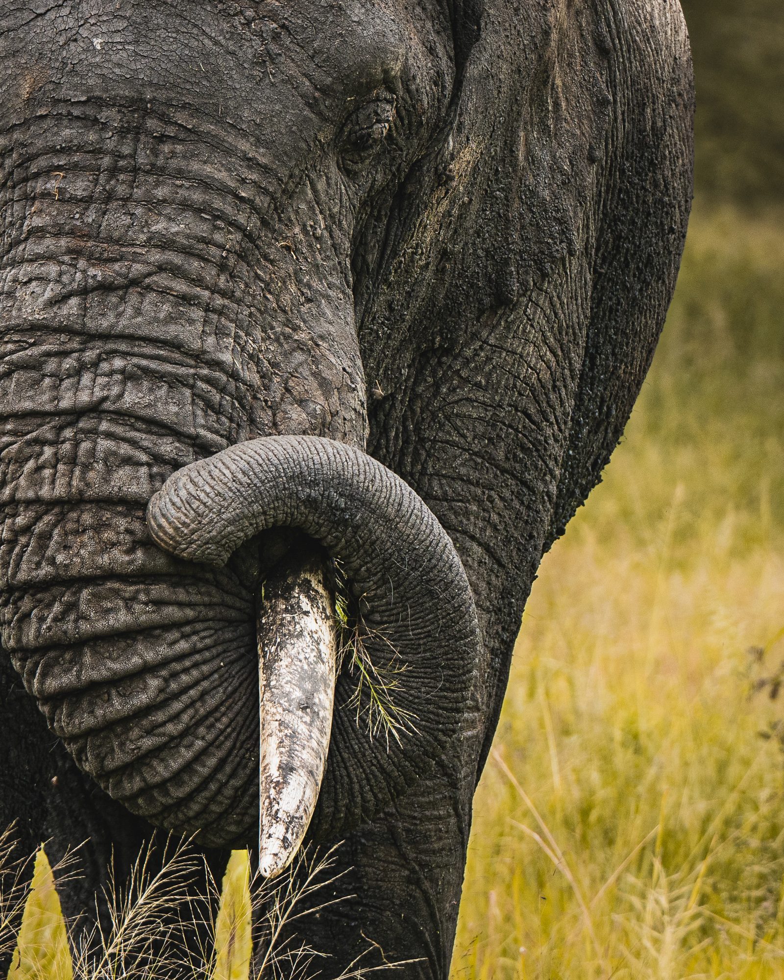 ELEPHANT TUSK