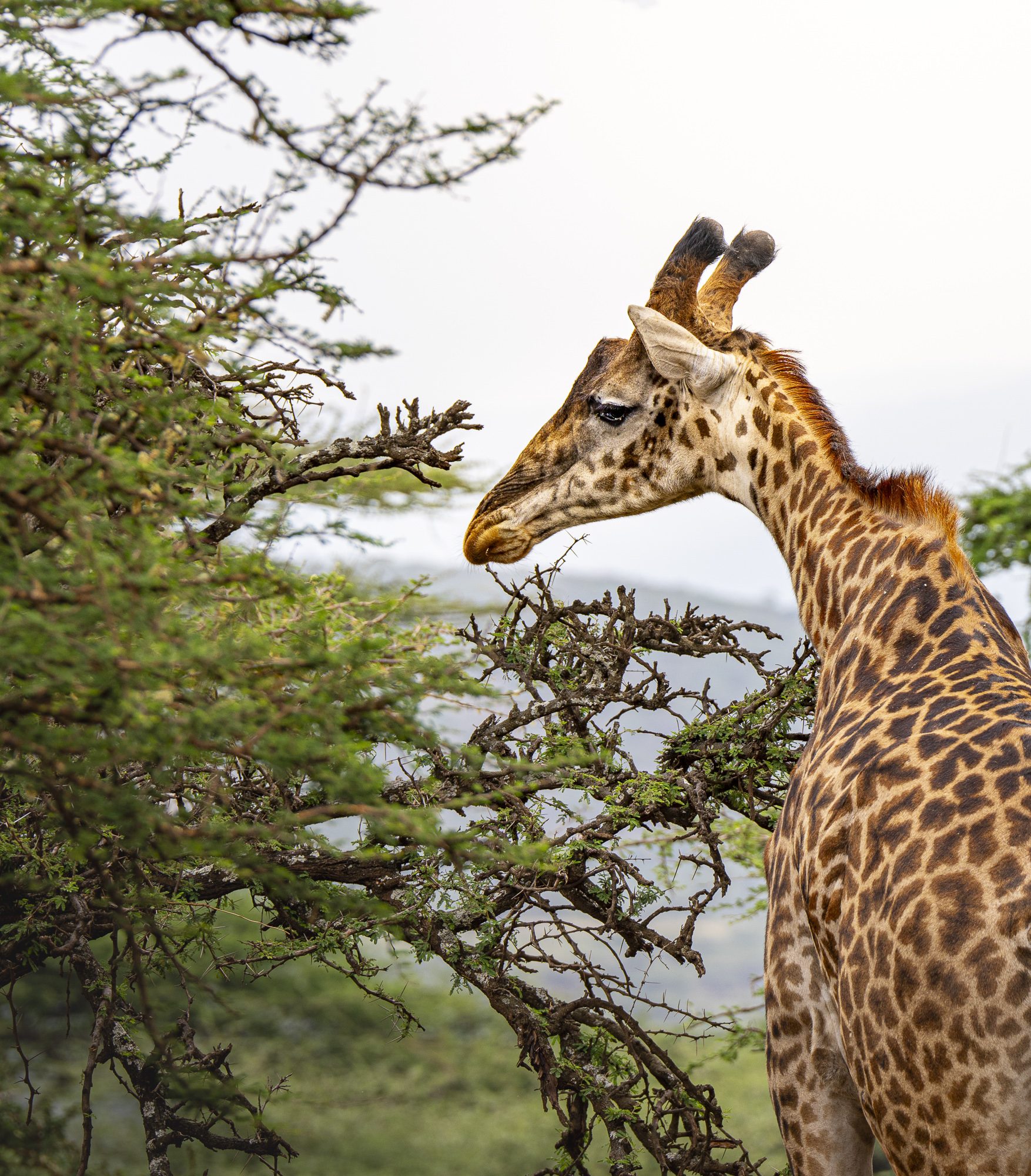 GIRAFFE