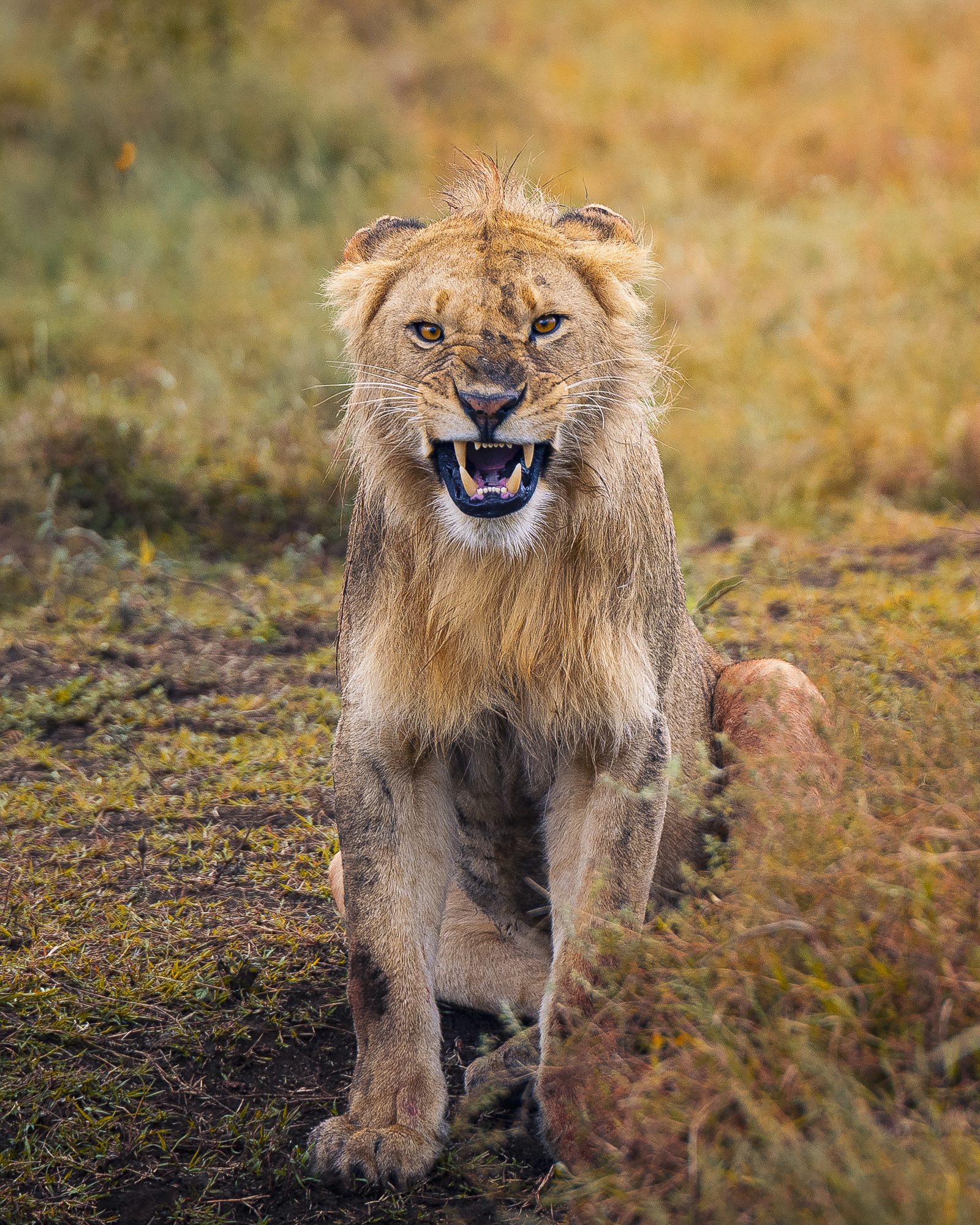 LION RAWR 2