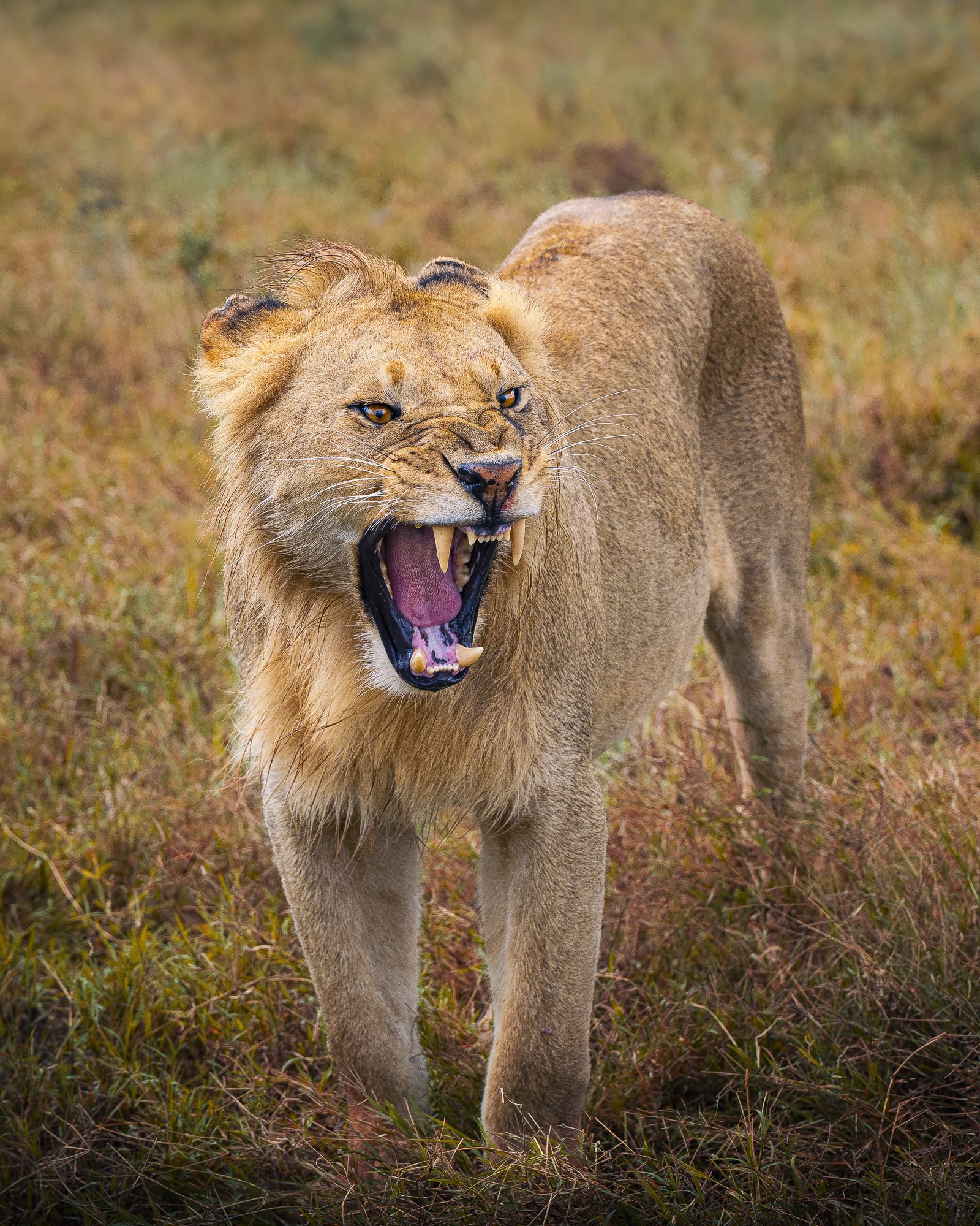 LION RAWR 3