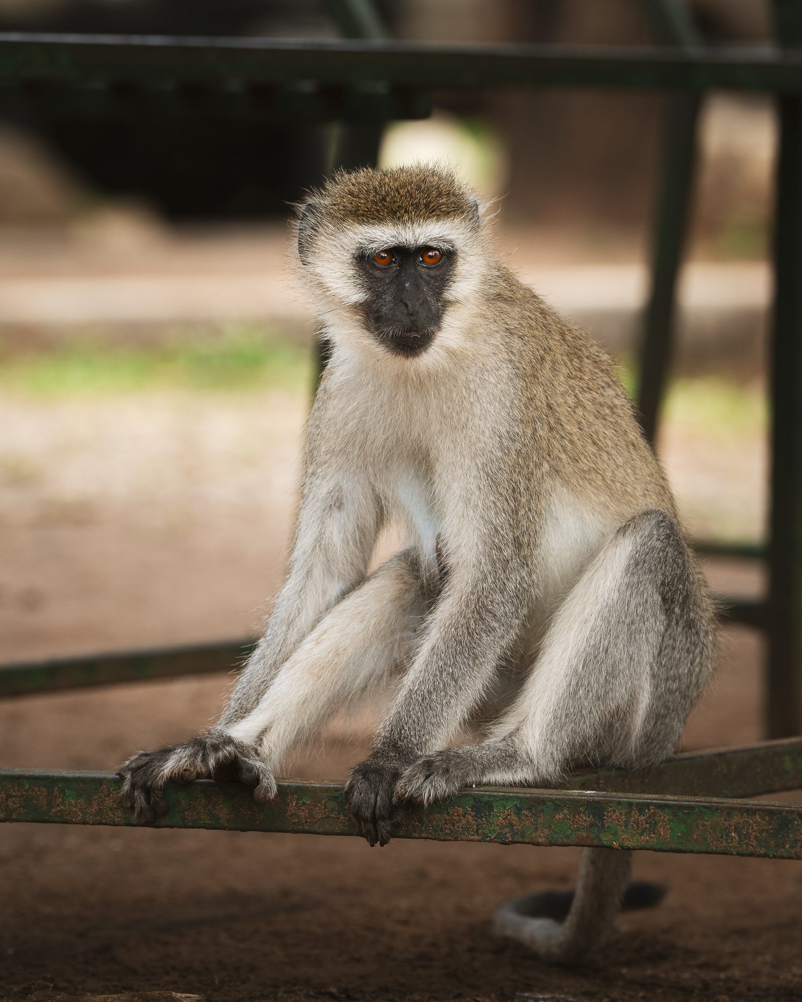 MONKEYTHIEF 2