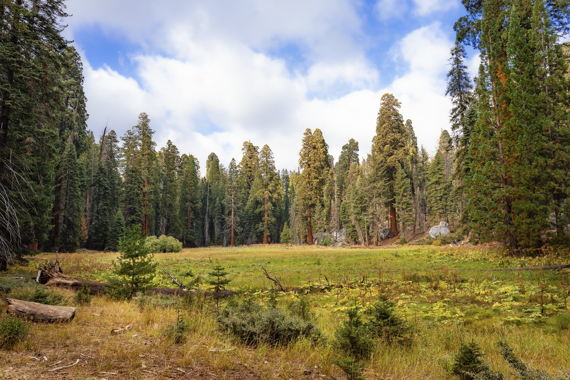 Open Field