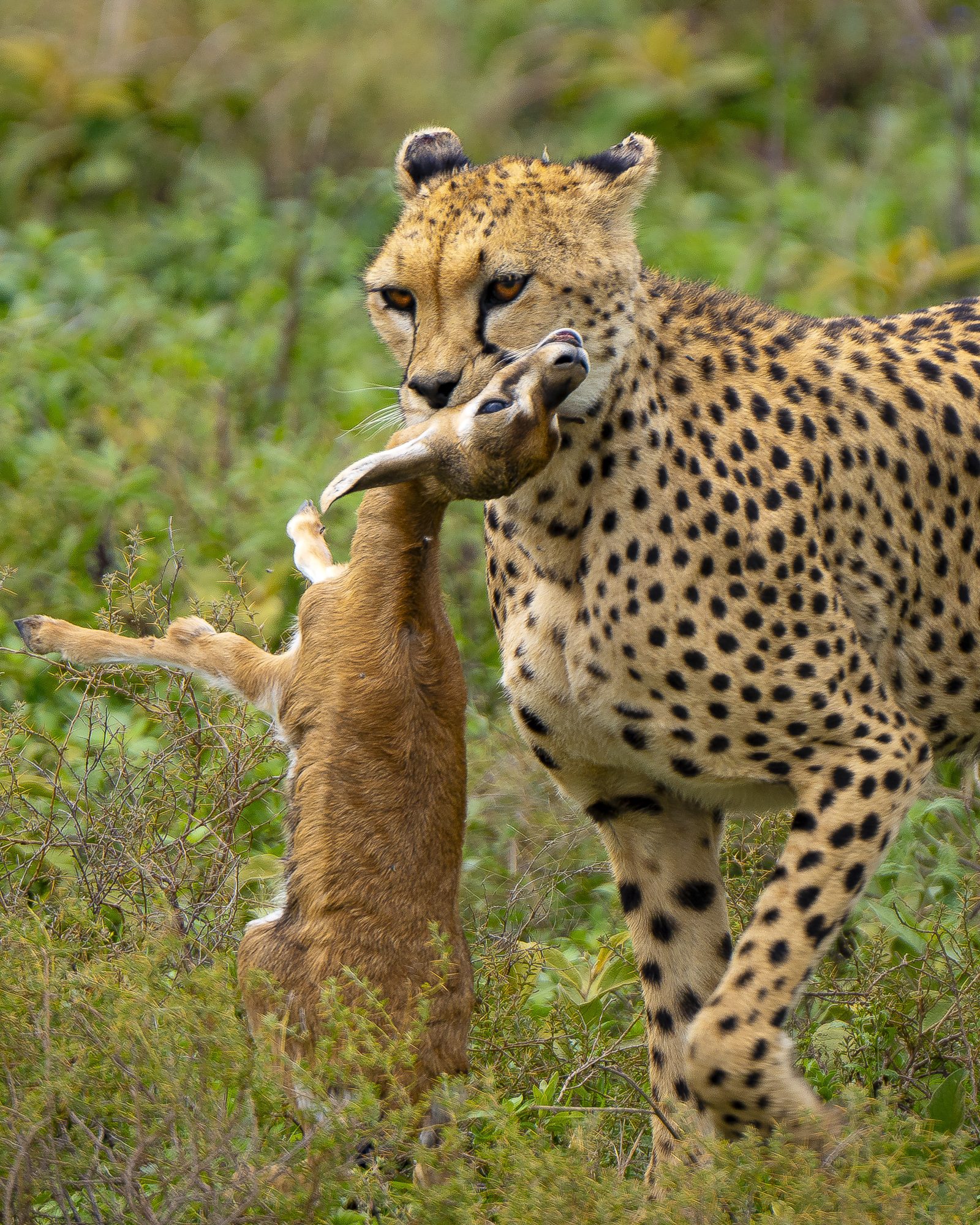 PREY