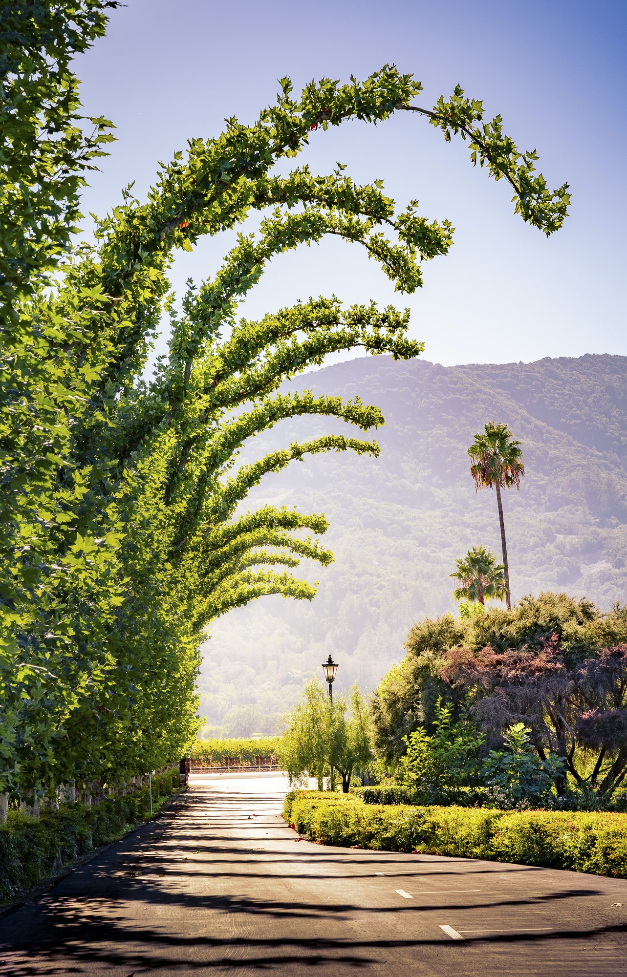 Seuss Arch