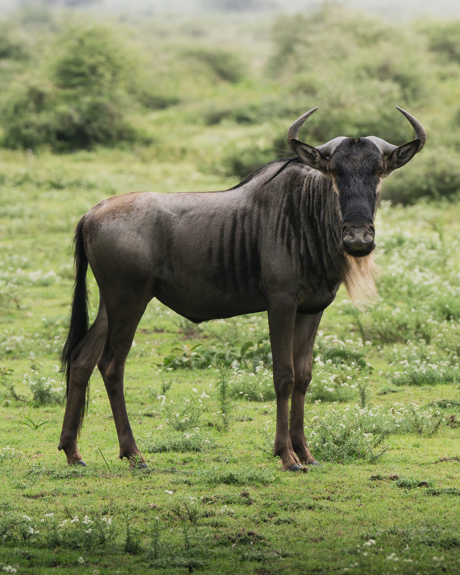 WILDEBEEST